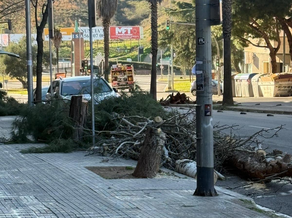 Caiguda d'arbres a l'avinguda Abat Marcet | R.T