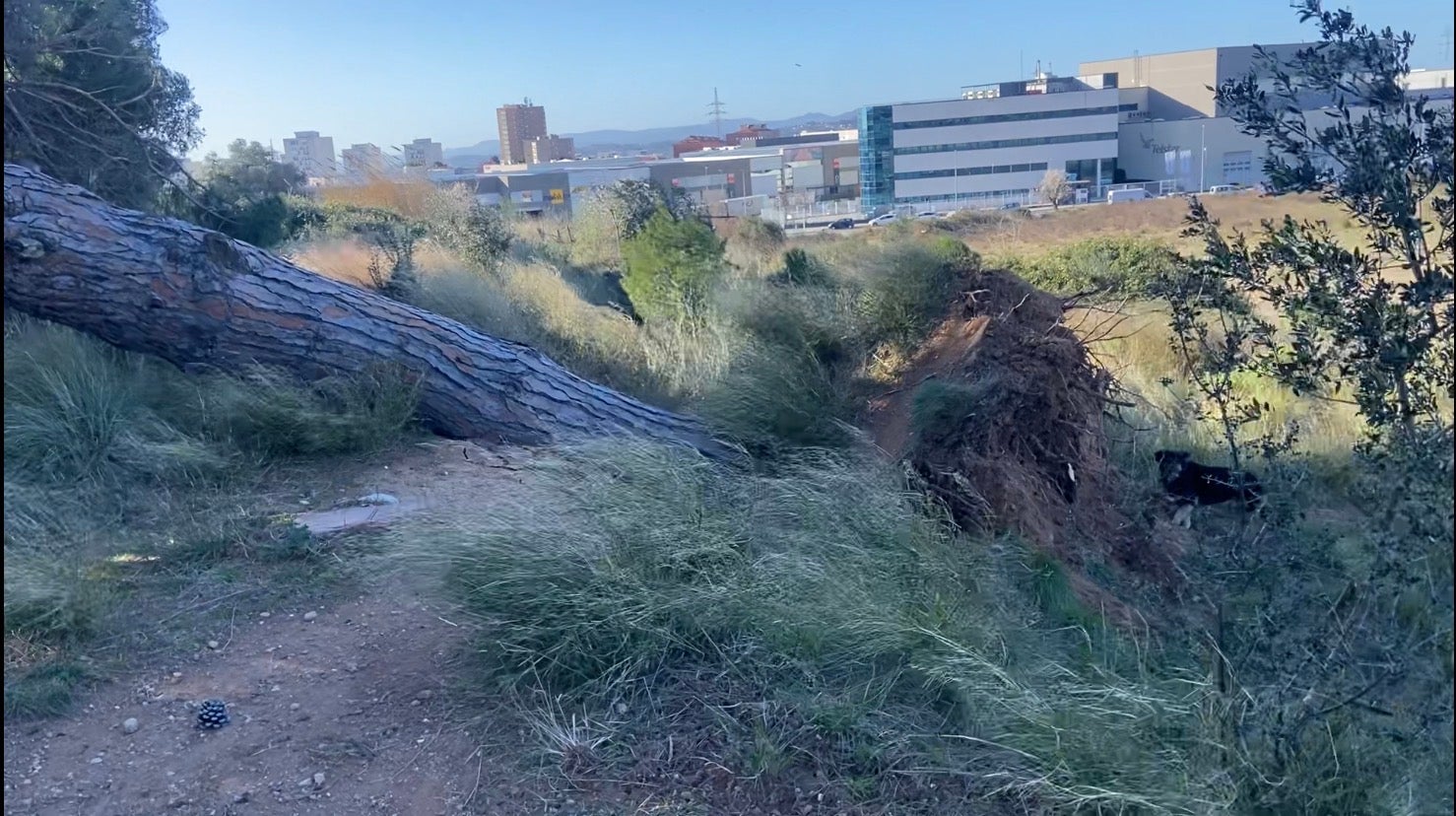 El solitari arbre de Can Petit ha caigut per culpa del fort vent | Cedida