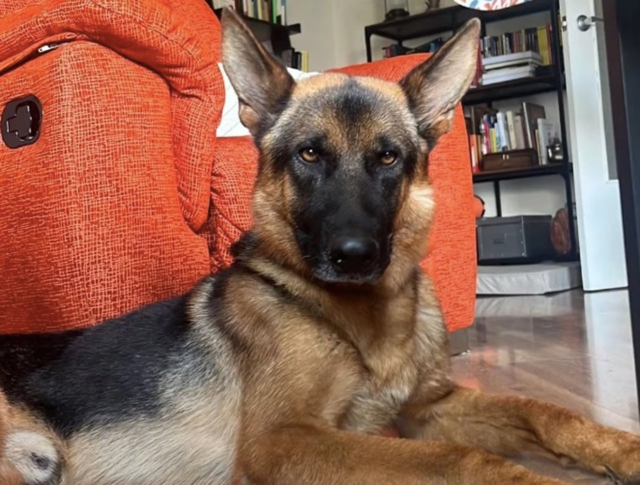 En Tarzan ha estat un any amb una família adoptiva, a l'espera de resoldre's l'expedient | Cedida