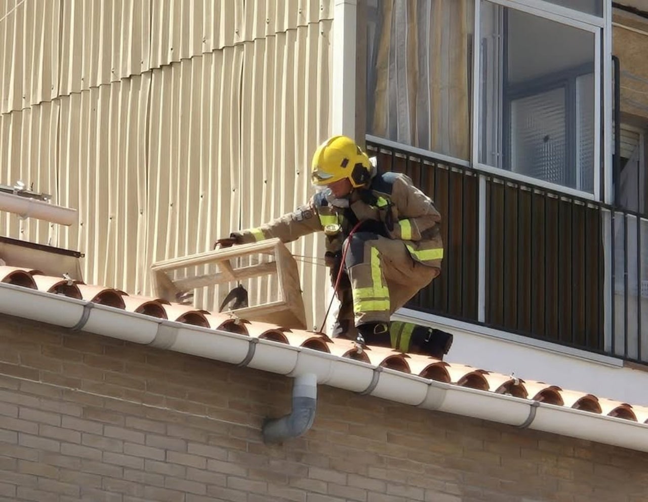 Bombers han rescatat un falciot encallat en un edifici de Terrassa | Ma Carme Navarro
