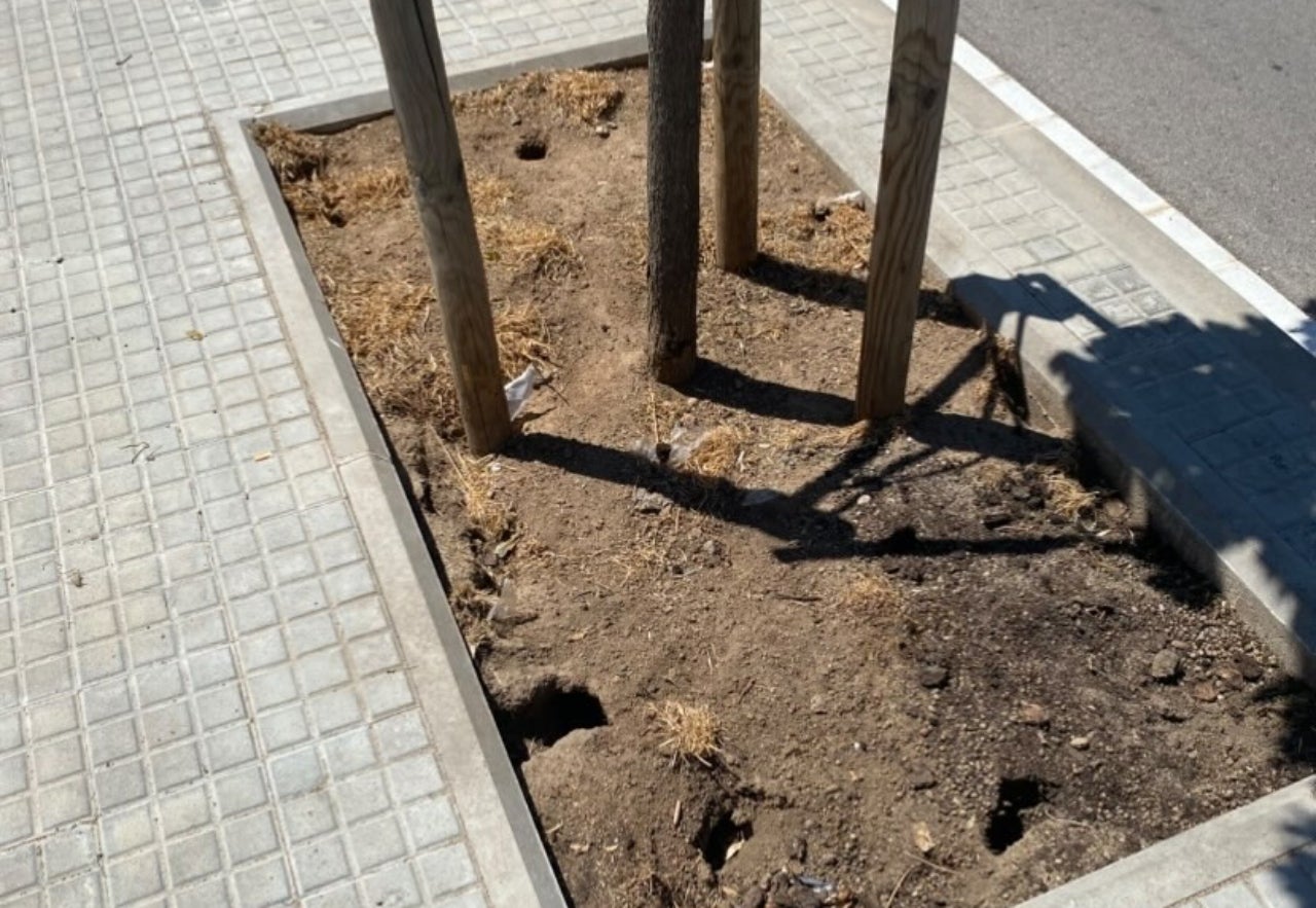 Caus dins dels escocells dels arbres on s'amaguen les rates al carrer de Pau Marsal | Dani L.