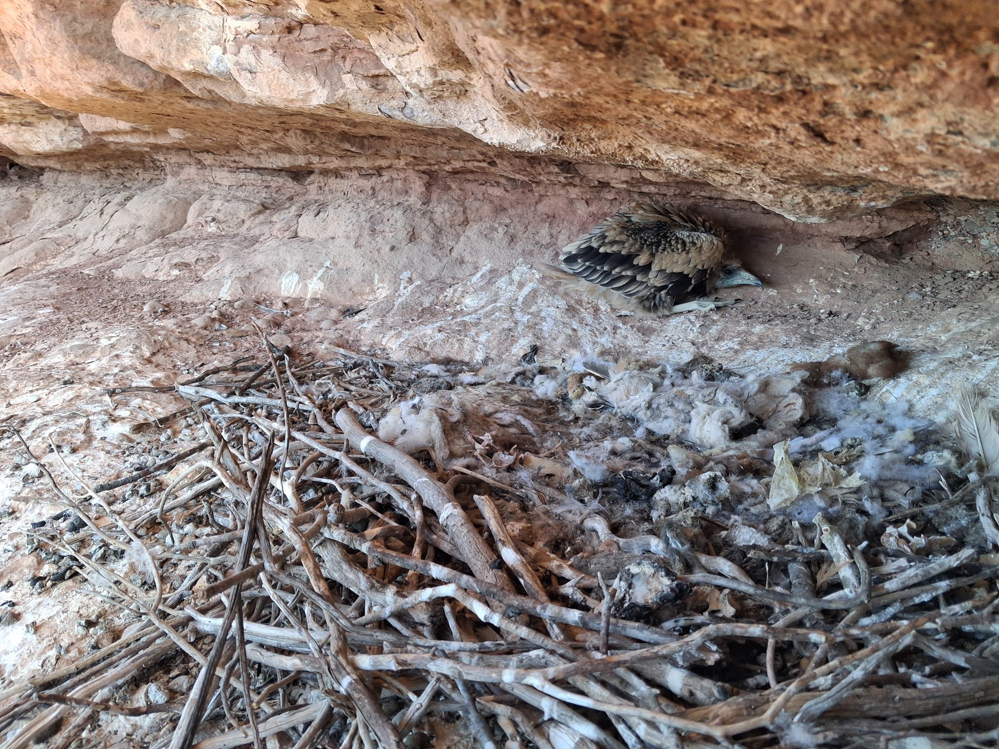 Un pollet d'aufrany en el seu niu | Agents Rurals
