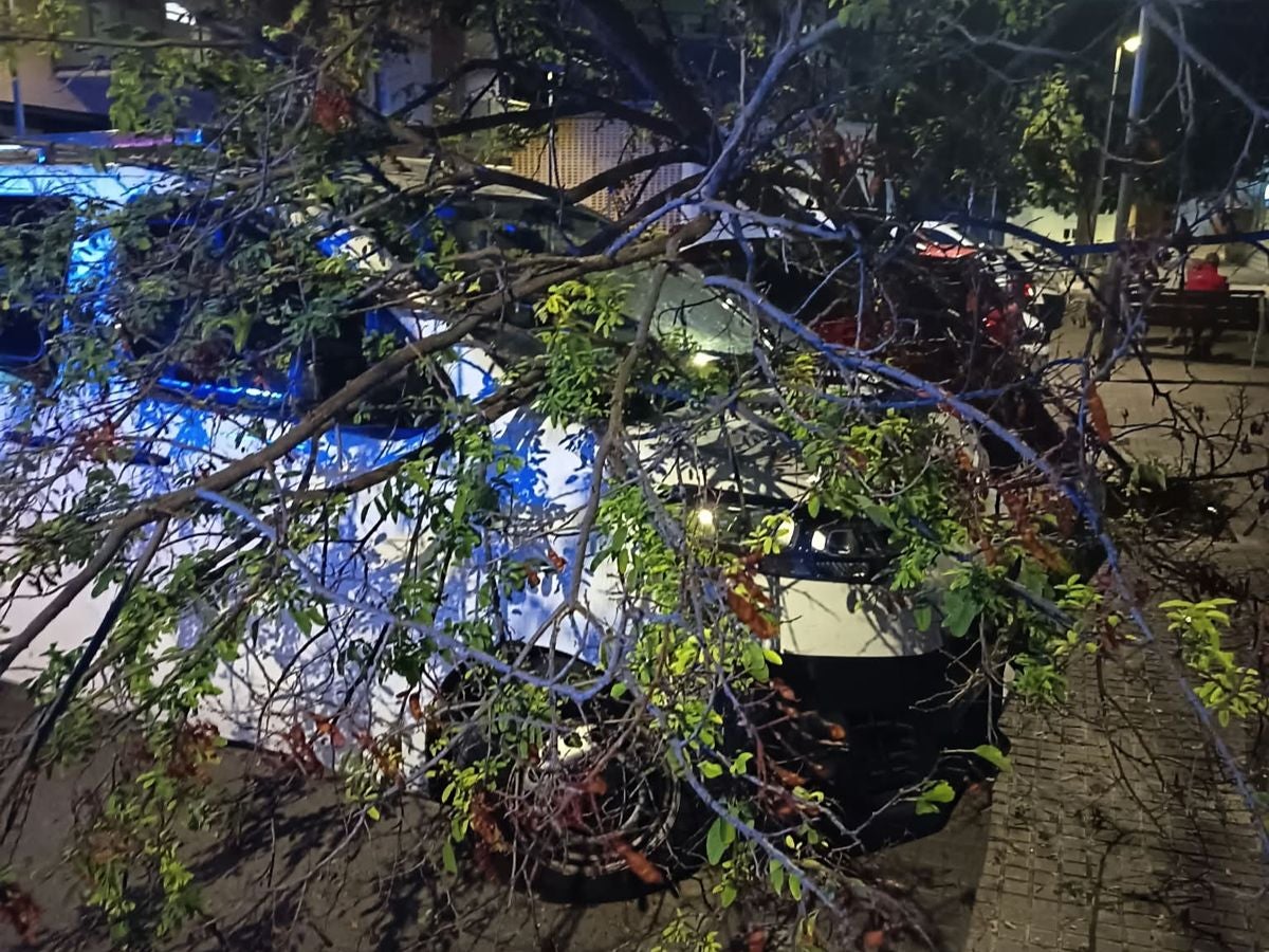L'arbre caigut al carrer de l'Infant Martí amb la plaça de l'Assemblea de Catalunya, amb el perímetre de seguretat de la Policia Municipal de Terrassa | Joan Manel Oller