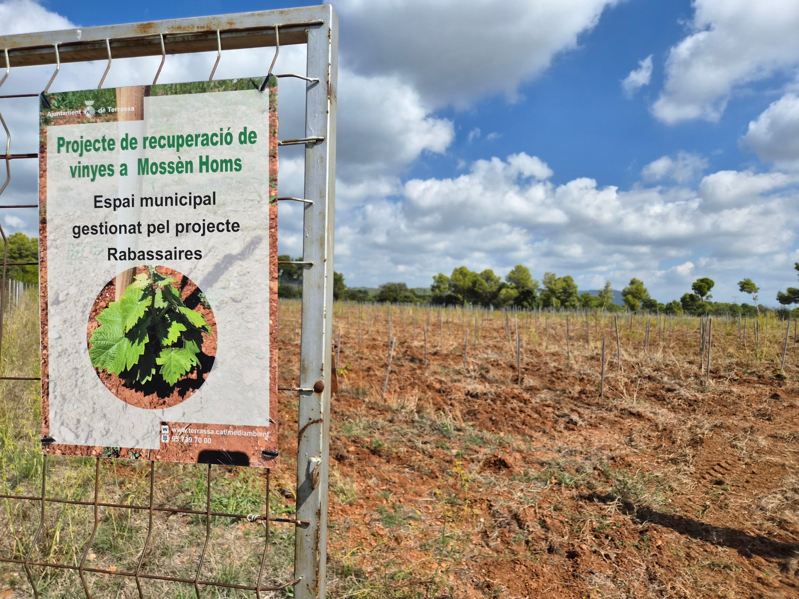 Finca municipal de Mossèn Homs, dedicada a la recuperació de les vinyes | Lluïsa Tarrida