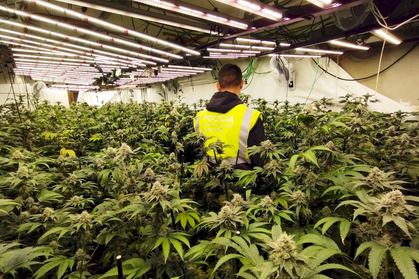 Operatiu policial al Districte 7 per una plantació de marihuana | Aj. Terrassa