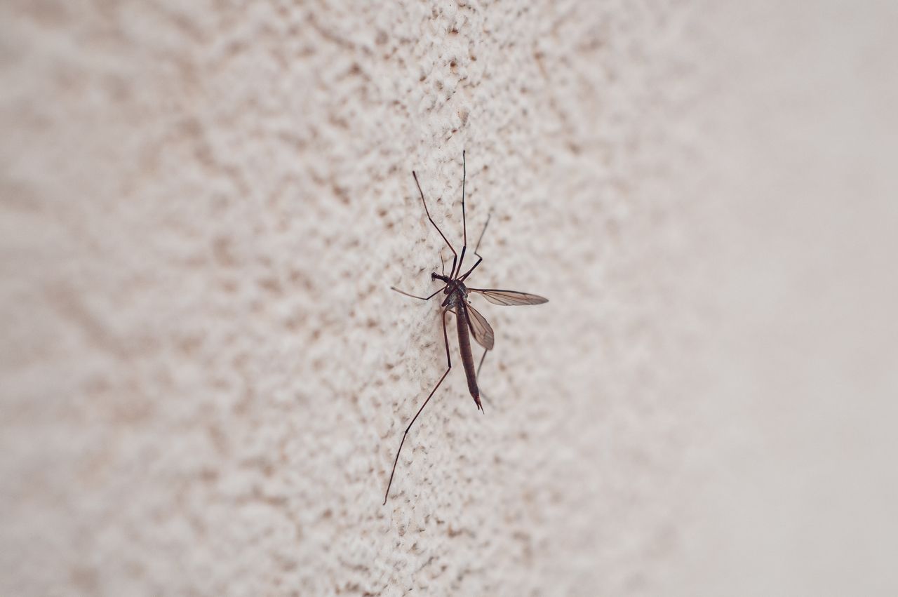 mosquit
