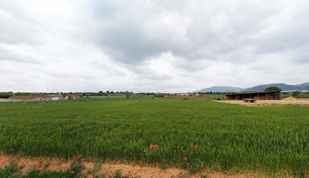 Camps de conreu de cereals a Caldes de Montbui