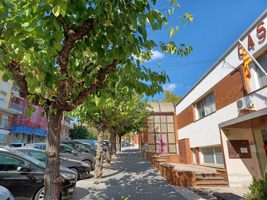 Un 10 % de les moreres del municpi s'han vist afectades per la plaga de l'escarabat-vespa / Ajuntament de Castellbisbal
