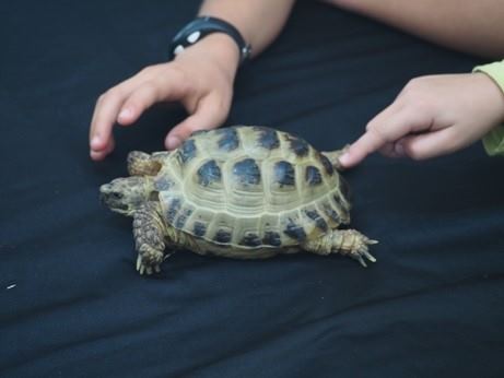 Tallers d’animals 'Toca-toca' / Bioeduca