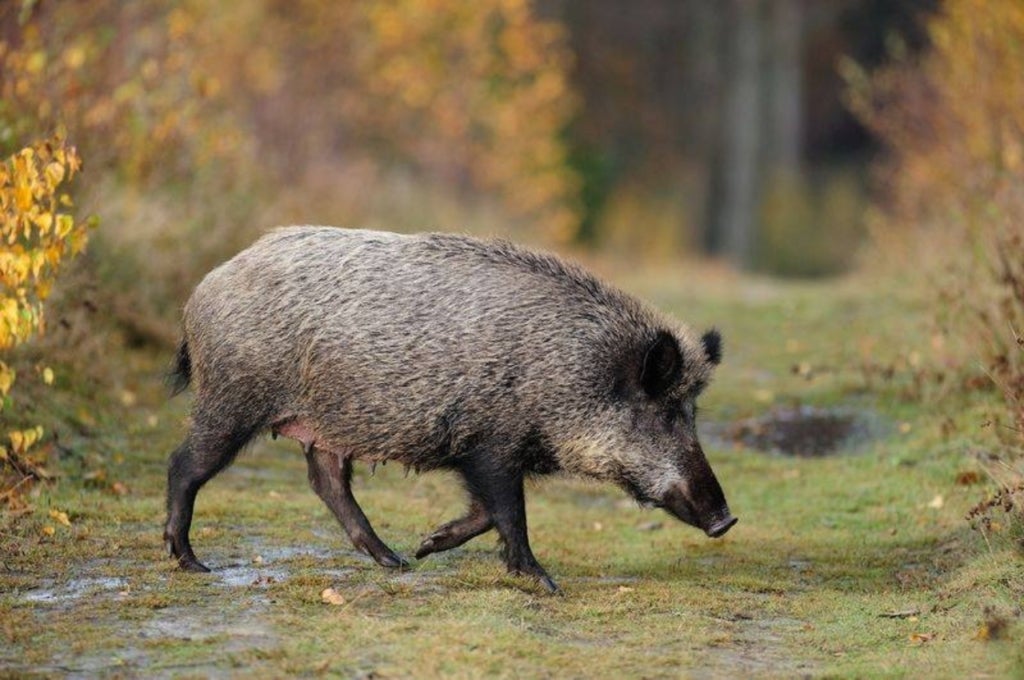 Porcs senglars, en el seu hàbitat natural / Diba