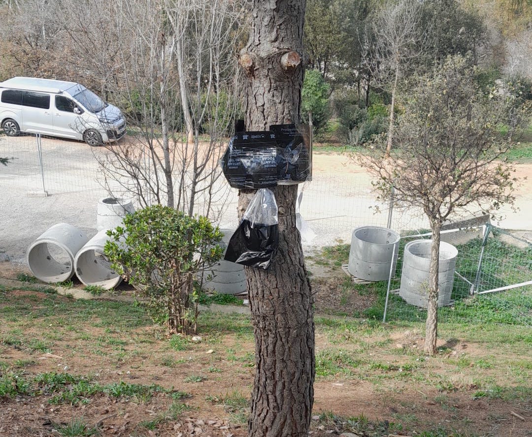L'Ajuntament ha instal·lat trampes als pins de zones verdes municipals on es detecten erugues / Ajuntament de Castellbisbal