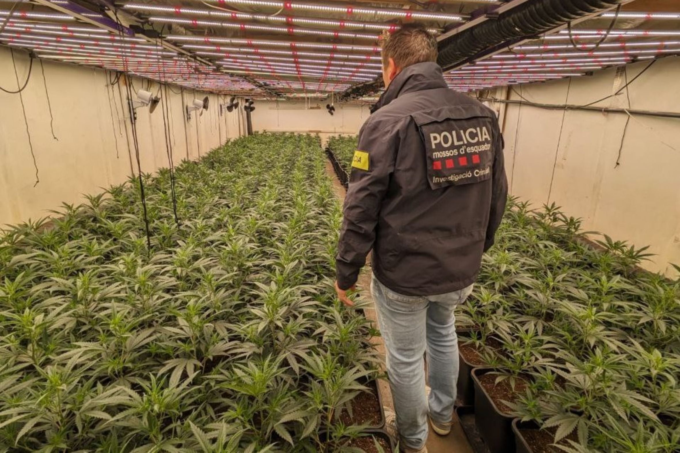 Els Mossos d'Esquadra desarticulen una banda de narcotraficants que operava des de Castellbisbal / Mossos d'Esquadra