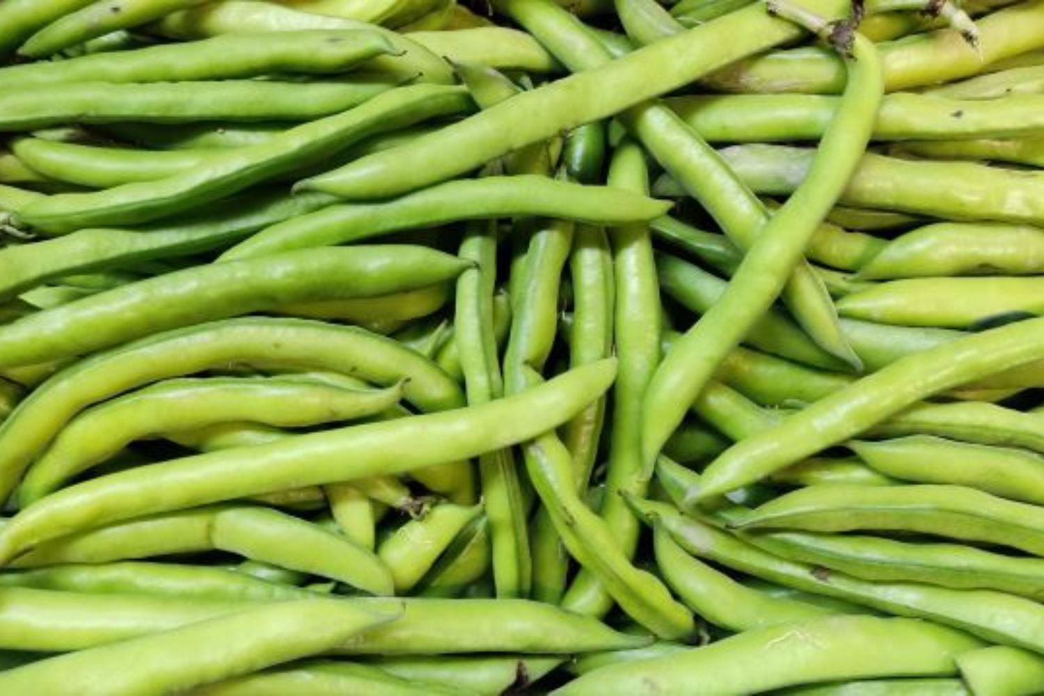 La fava “Campamar”, nou producte singular del Vallès Occidental | Consell Comarcal del Vallès Occidental