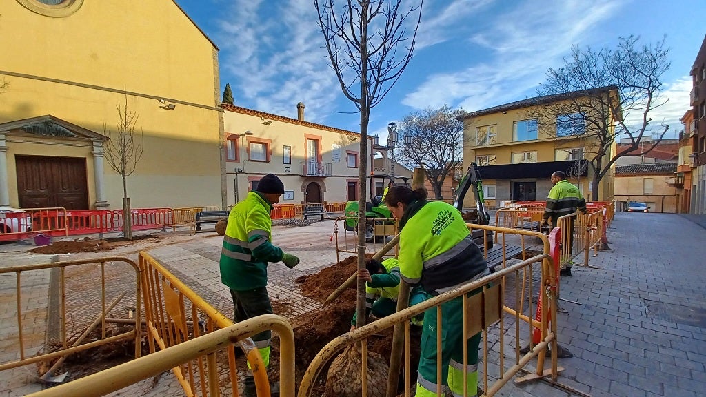 Treballs de substitució de les moreres malaltes per nous exemplars | Ajuntament de Castellbisbal