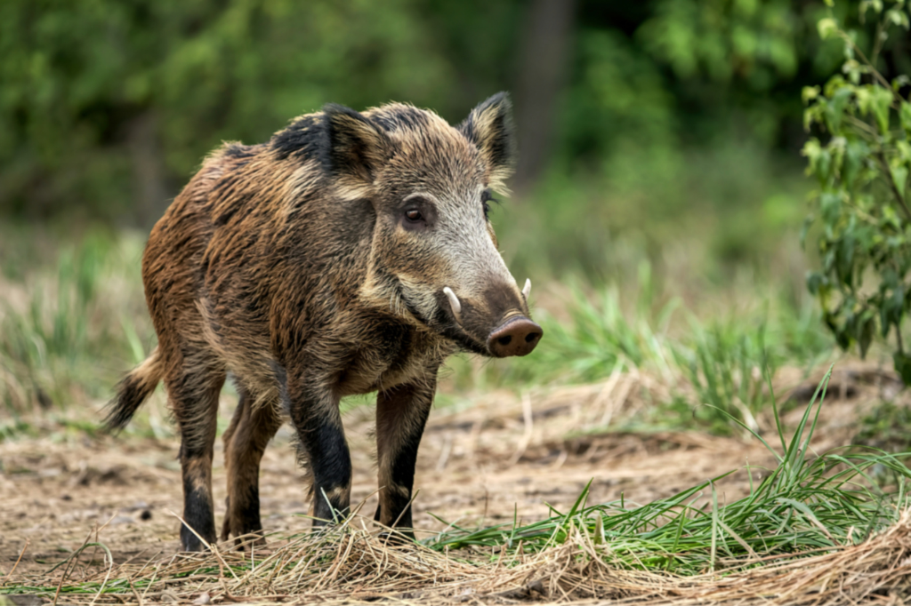 Mesures de control de pesta porcina africana | Ajuntament de Castellbisbal