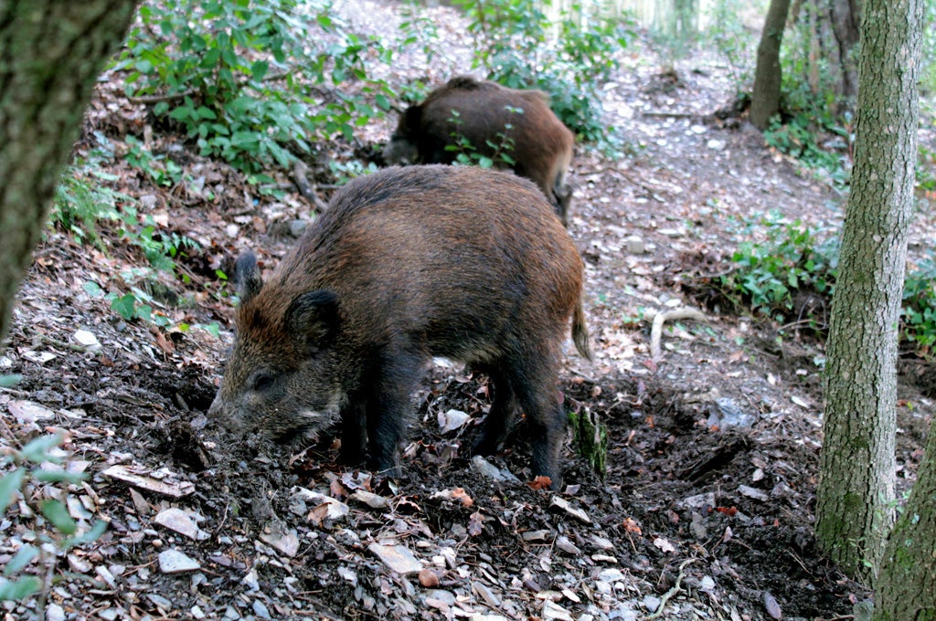 Porcs senglars al seu medi natural | Consorci del Parc Natural de la Serra de Collserola
