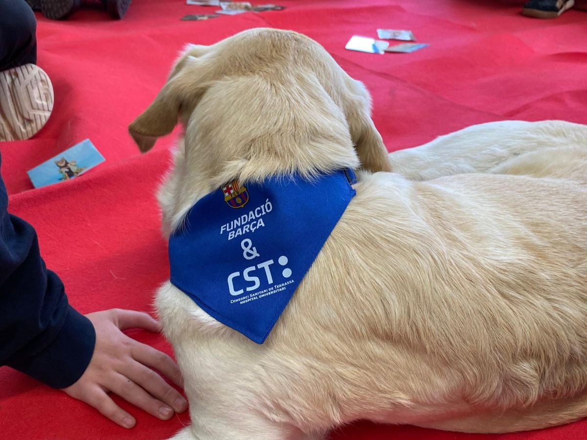 El CST i la Fundació Barça impulsen el projecte de teràpia assistida amb gossos 'Potes que acompanyen' al CSMIJ Rubí-Castellbisbal | CST