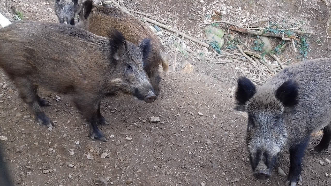 Agricultura confirma un nou cas positiu de pesta porcina a Castellbisbal | Departament d'Agricultura de la Generalitat de Catalunya
