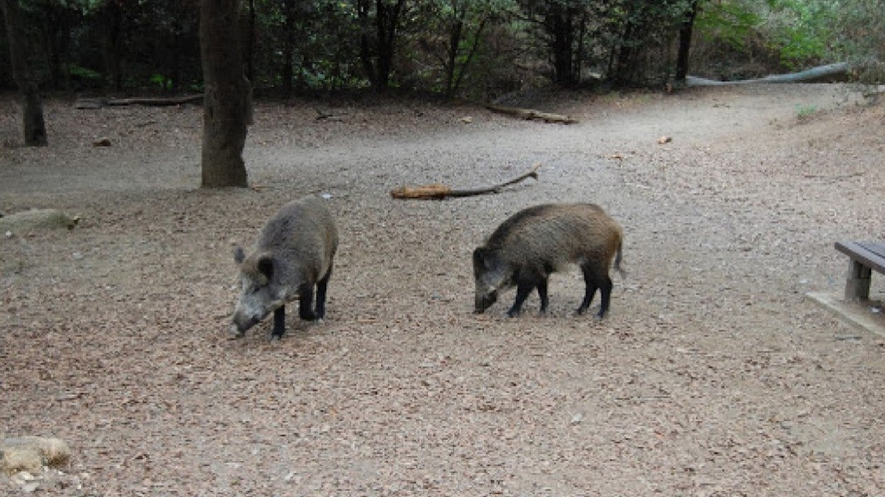 Agricultura confirma 14 nou casos positius de pesta porcina a Castellbisbal | Departament d'Agricultura de la Generalitat de Catalunya