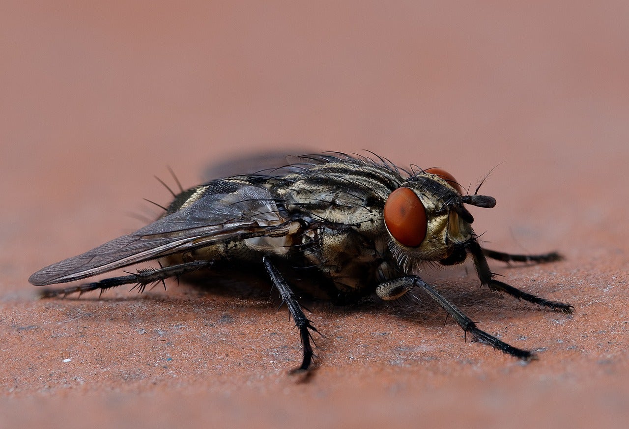 Una mosca | Psubraty - Pixabay